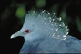 Crowned pigeon picture