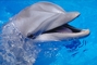 Dolphin picture