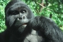 Gorilla picture