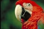 Green-winged Macaw picture