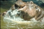 Hippopotamus picture