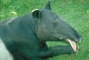 Malaysian Tapir picture