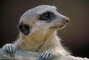 Meerkat picture