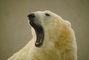 Polar bear picture