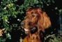 Red Setter picture