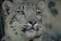 Snow Leopard picture