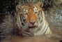 Tiger picture