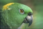 Yellow-naped parrot picture