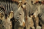 Zebra picture