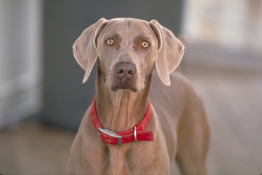 Weimaraner