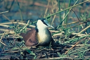 African Jacana Mousepad