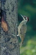 Bennett's Woodpecker Magnet