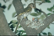 Black Cuckoo Shrike Poster