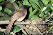 Blackeyed Bulbul Mousepad