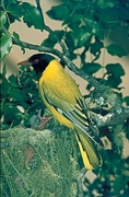 Blackheaded Oriole Poster