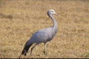 Blue Crane Magnet