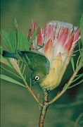 Cape White-Eye Poster