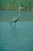 Goliath Heron Poster