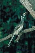 Grey Hornbill Poster