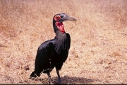 Ground Hornbill Poster