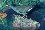 Lesser Moorhen Mousepad