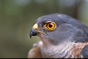 Little Sparrowhawk Poster