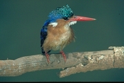 Malachite Kingfisher Poster