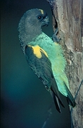 Meyer's Parrot Poster