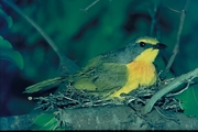 Orangebreasted Bushshrike Poster