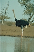 Ostrich Poster