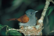 Paradise Flycatcher Poster