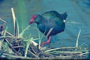 Purple Gallinule Mousepad