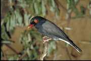 Redbilled Helmetshrike Poster