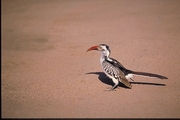 Redbilled Hornbill Poster