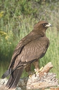 Wahlberg's Eagle Magnet