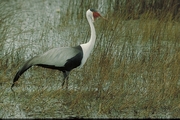 Wattled Crane Magnet