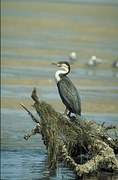 Whitebreasted Cormorant Poster