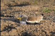 Whitecrowned Plover Mousepad