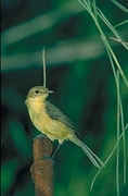 Yellow Warbler Poster