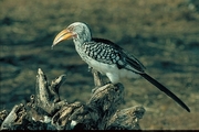 Yellowbilled Hornbill Poster