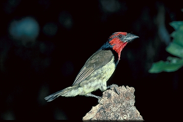 Blackcollared Barbet