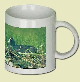 Redknobbed Coot Coffee Mug