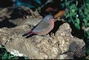 Bluebilled Firefinch picture