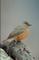 Cape Rock Thrush picture