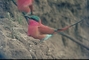 Carmine Bee-Eater picture