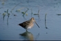 Ethiopian Snipe picture