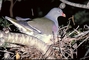 Green Pigeon picture