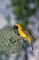 Masked Weaver picture