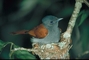 Paradise Flycatcher picture