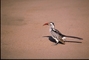 Redbilled Hornbill picture